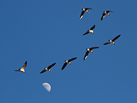 Geese in flight photo