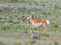 Pronghorn antelope photo